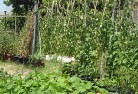 Mintabievegetable-gardens-6.jpg; ?>